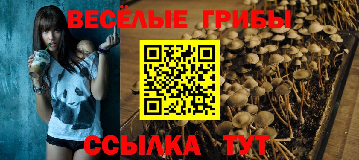 Псилоцибиновые грибы GOLDEN TEACHER Звенигород