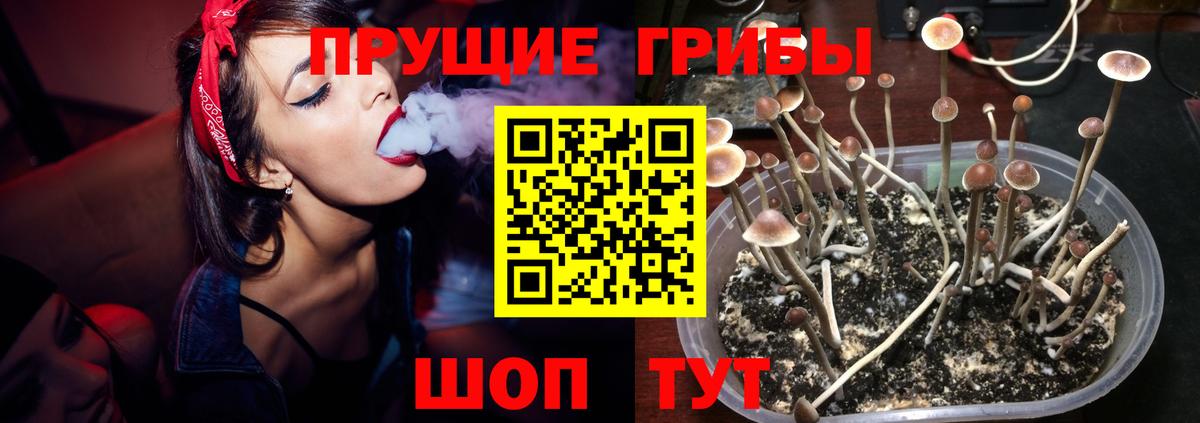 Звенигород  Псилоцибиновые грибы MAGIC MUSHROOMS  Вход с VPN 